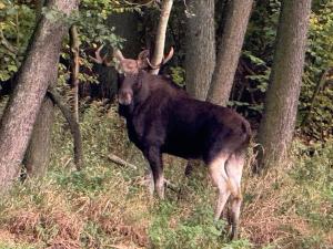 Domek w Dolinie Drwęcy