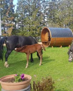 Kurnik Polski agroturystyka