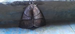 Posada del Mar Bahía Solano