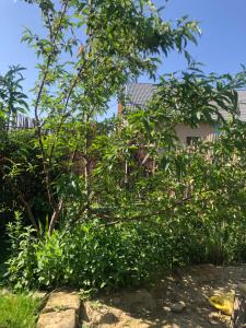 Ferienhaus Creutzig am Bodensee - für Familien und Gruppen