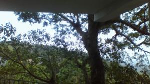Green Wood Range