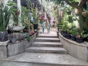 Orchids Nest vila tg