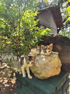 Nature Paradise Guesthouse