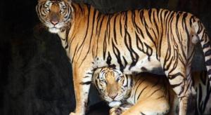 Smile Resort Sriracha