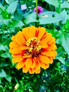 Aloha House - 福尔米亚