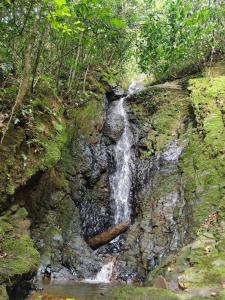 Chiraco cabins native jungle
