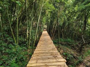 Chiraco cabins native jungle