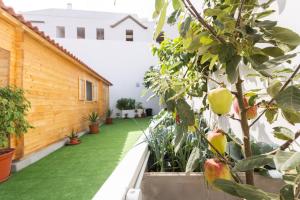 Live La Caleta Villa Clavijo