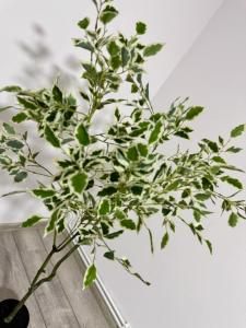 City Escape - Apartament Cochet