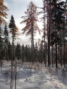 Šumavsky rodinný apartmán po ski Zadov 70m2