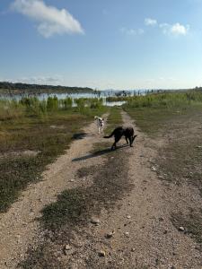 Forest Views-Dog friendly-Bonus Camper!