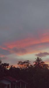 Cinnamon Shade by Achievers