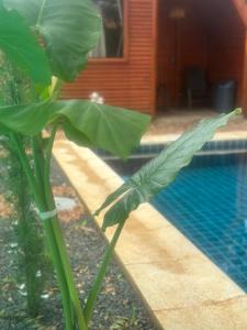 Helena Suites Alpina