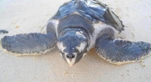 Secret Paradise Resort & Turtle Sanctuary