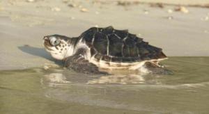 Secret Paradise Resort & Turtle Sanctuary