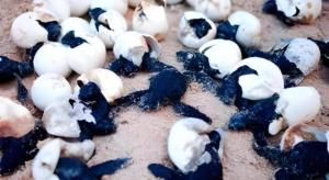 Secret Paradise Resort & Turtle Sanctuary