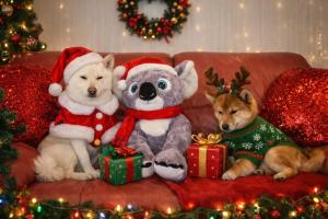 Hotel Crystal - SPIAGGIA INCLUSA con FormulaInclusive