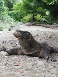 Rusdes Komodo Homestay