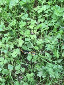 Naturerlebnis direkt am Traumpfad