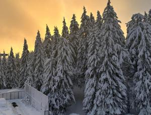 Suncana Planina - Kopaonik
