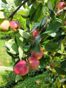 Recanto da Natureza- Chalé