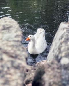 De Addis Guest House img14