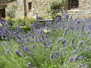 Apartment Apartment Lavanda 1 mit Veranda by Interhome