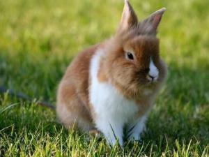 Apartment Ferienappartement mit Garten und Panoramablick by Interhome