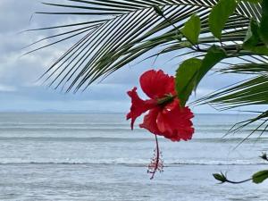 New Beachfront Jewel in the Jungle on Golfo Dulce