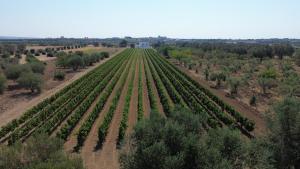 Giù al Vigneto