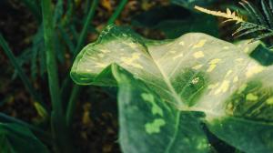 Refúgio Artesanal na Mata Atlântica | Mariscal