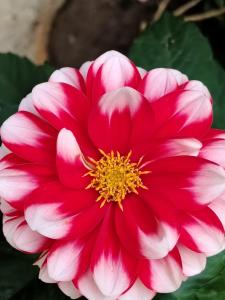 Nido de bromelias Cabaña en Pance