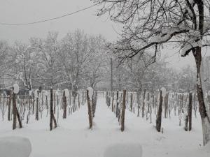 Kipiani guest house ყიფიანის სახლი