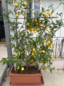Lemon house