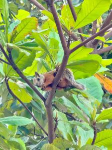 Perla Dreamy Cabin with Private Pool