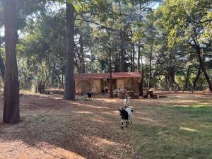 Maison en pierre rénovée avec jardin et piscine privative chauffée