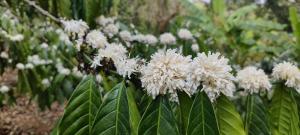 Bymana Serenity Estate Stay