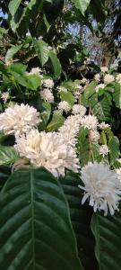 Bymana Serenity Estate Stay