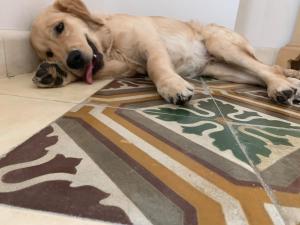 Volte e cementine centro storico Lecce