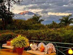 Pink Flamingo Boutique Hotel