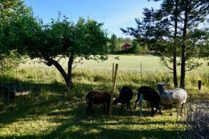 Marian ilo, Talo Naantalissa