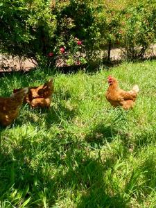 Penguin Seaside Farm