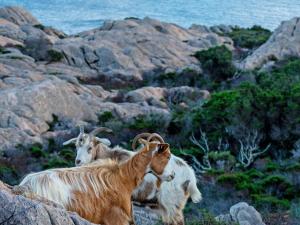 Dependance Pavoncella img40