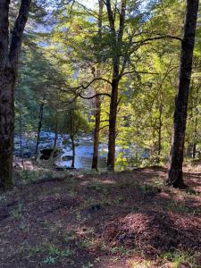 Aventura mágica! Cabañas del bosque con ribera