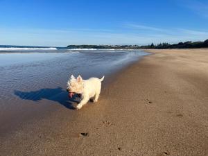 Twilight Breeze - 8 min walk to beach, pets welcome