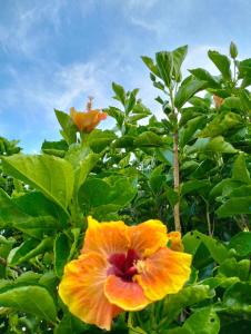 Twilight Breeze - 8 min walk to beach, pets welcome