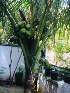 New white villa àhàngàmà