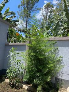 Chama Haven Appartments