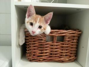 Comfortable apartment near city centre