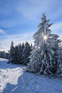 Forest House near Klínovec with 5 Independent Apartments